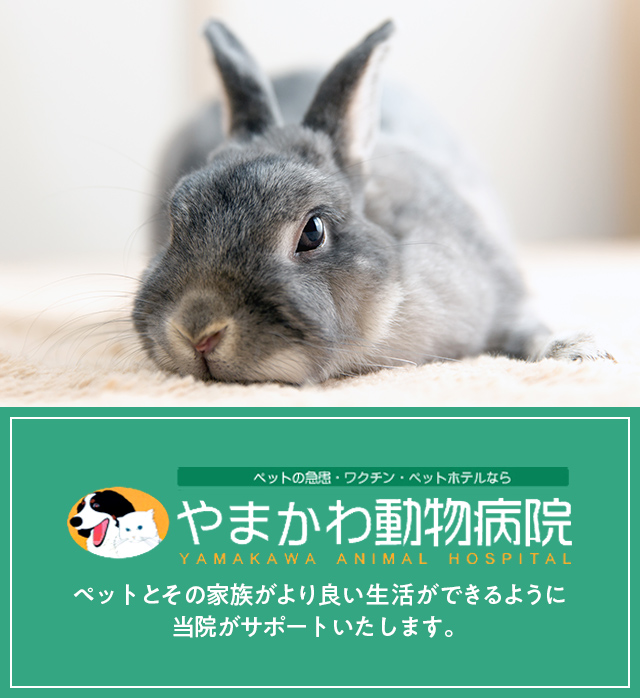 やまかわ動物病院